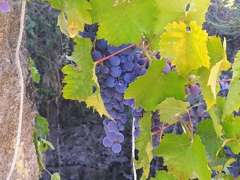 Farm 1000m2 - Póvoa de Rio de Moinhos