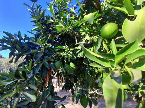 Farm 1000m2 - Póvoa de Rio de Moinhos