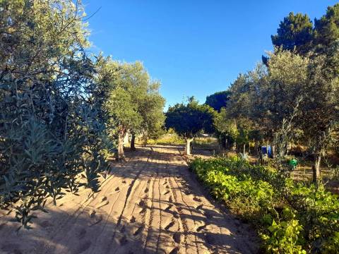 Farm 1000m2 - Póvoa de Rio de Moinhos