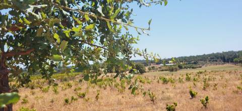 Terreno Rústico com cerca de 2.8ha - Tinalhas