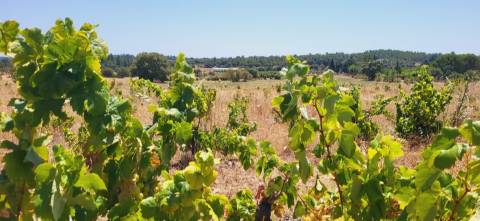 Terreno Rústico com cerca de 2.8ha - Tinalhas