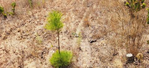 Terreno Rústico com cerca de 2.8ha - Tinalhas