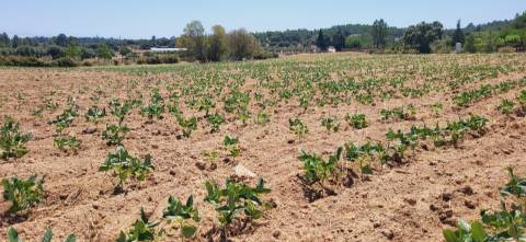 Terreno Rústico com cerca de 2.8ha - Tinalhas