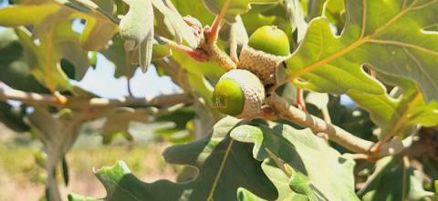 Terreno Rústico com cerca de 2.8ha - Tinalhas