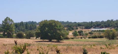 Terreno Rústico com cerca de 2.8ha - Tinalhas