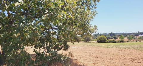 Terreno Rústico com cerca de 2.8ha - Tinalhas