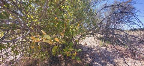 Terreno Rústico com cerca de 2.8ha - Tinalhas