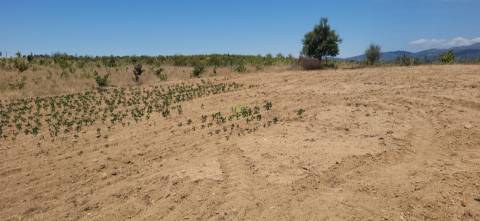 Terreno Rústico com cerca de 2.8ha - Tinalhas