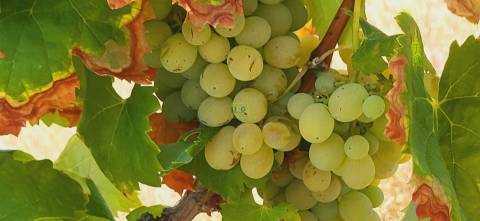 Terreno Rústico com cerca de 2.8ha - Tinalhas