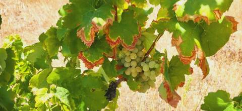 Terreno Rústico com cerca de 2.8ha - Tinalhas