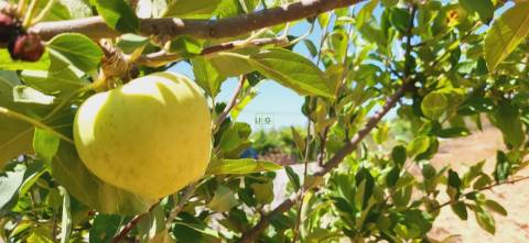 Terreno Rústico com cerca de 2.8ha - Tinalhas
