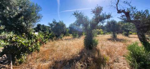 Quinta - 6140m2 - Louriçal do Campo