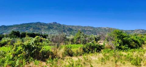 Quinta - 6140m2 - Louriçal do Campo