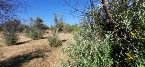 Quinta - 6140m2 - Louriçal do Campo