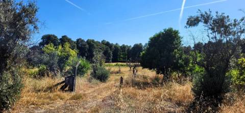 Quinta - 6140m2 - Louriçal do Campo