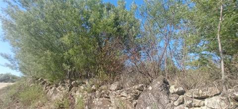 Terreno rústico em Aranhas Penamacor