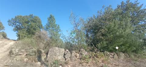 Terreno rústico em Aranhas Penamacor