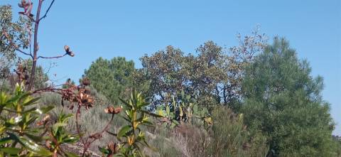 Terreno rústico em Aranhas Penamacor