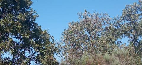 Terreno rústico em Aranhas Penamacor