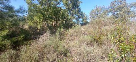 Terreno rústico em Aranhas Penamacor