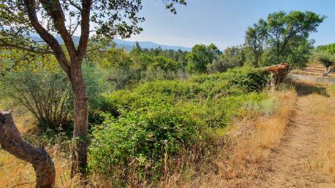 Quinta T0 para venda, em Juncal do Campo com 3720m2, ruina e dois poços