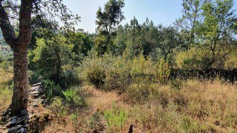 Quinta T0 para venda, em Juncal do Campo com 3720m2, ruina e dois poços