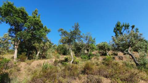 Quinta T0 para venda, em Juncal do Campo com 3720m2, ruina e dois poços