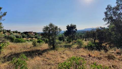 Quinta T0 para venda, em Juncal do Campo com 3720m2, ruina e dois poços