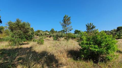 Quinta T0 para venda, em Juncal do Campo com 3720m2, ruina e dois poços