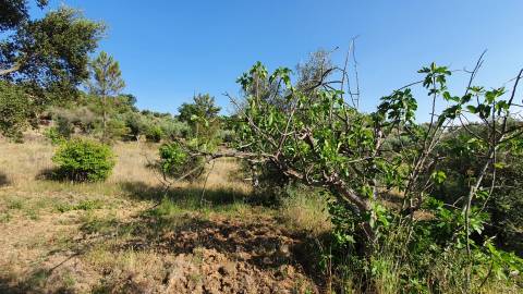 Quinta T0 para venda, em Juncal do Campo com 3720m2, ruina e dois poços