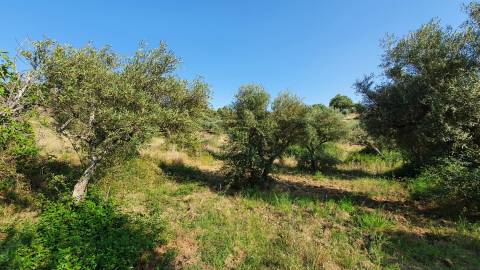 Quinta T0 para venda, em Juncal do Campo com 3720m2, ruina e dois poços
