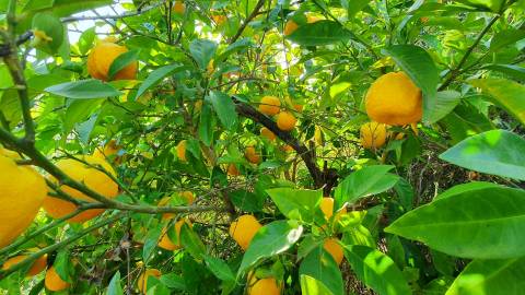 Quinta T0 para venda, em Juncal do Campo com 3720m2, ruina e dois poços