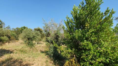 Quinta T0 para venda, em Juncal do Campo com 3720m2, ruina e dois poços