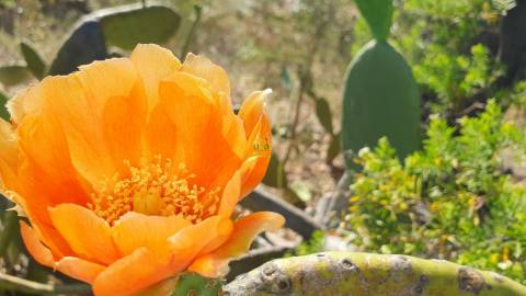 Quinta T0 para venda, em Juncal do Campo com 3720m2, ruina e dois poços