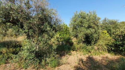 Quinta T0 para venda, em Juncal do Campo com 3720m2, ruina e dois poços