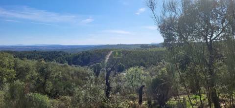 Quinta com área total de 9.5ha, a 3 minutos de Castelo Branco.