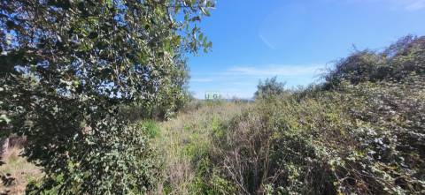 Quinta com área total de 9.5ha, a 3 minutos de Castelo Branco.