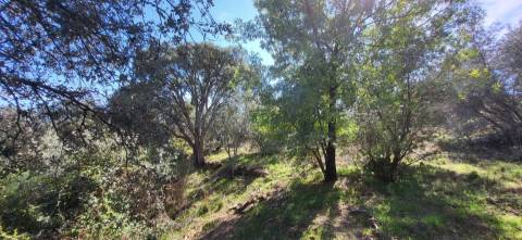 Quinta com área total de 9.5ha, a 3 minutos de Castelo Branco.