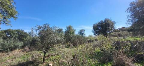 Quinta com área total de 9.5ha, a 3 minutos de Castelo Branco.