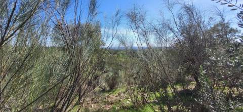 Quinta com área total de 9.5ha, a 3 minutos de Castelo Branco.