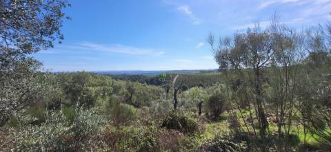 Quinta com área total de 9.5ha, a 3 minutos de Castelo Branco.