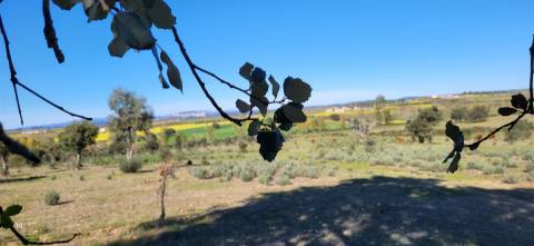 Herdade 125 ha - Idanha-a-Nova