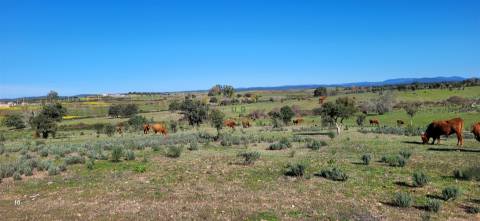 Herdade 125 ha - Idanha-a-Nova