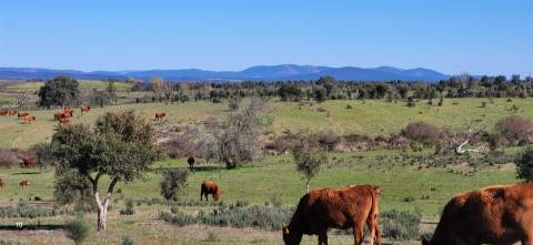 Herdade 125 ha - Idanha-a-Nova