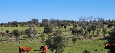 Herdade 125 ha - Idanha-a-Nova
