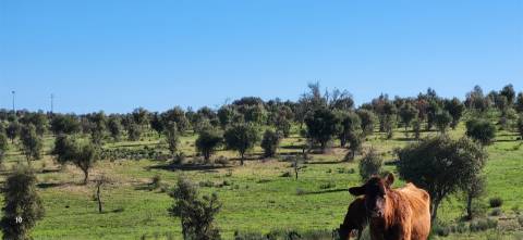 Herdade 125 ha - Idanha-a-Nova