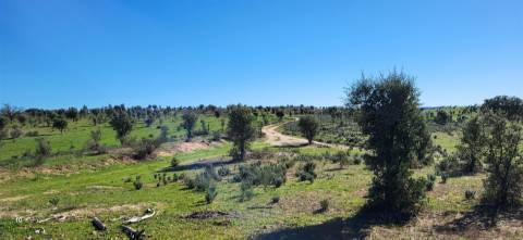 Herdade 125 ha - Idanha-a-Nova