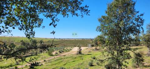 Herdade 125 ha - Idanha-a-Nova
