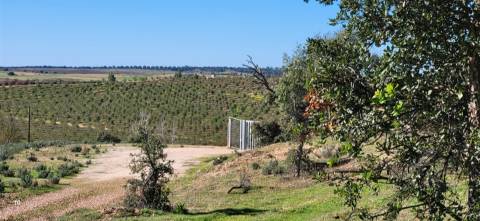 Herdade 125 ha - Idanha-a-Nova