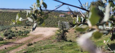 Herdade 125 ha - Idanha-a-Nova